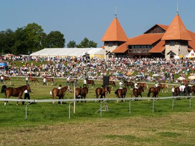 Crowds and Franches-Montagnes horses at the Marché-Concours in Saignelégier