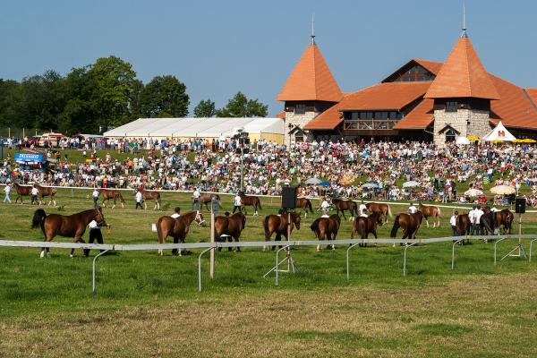 Marché-Concours Equestrian Event In Saignelégier