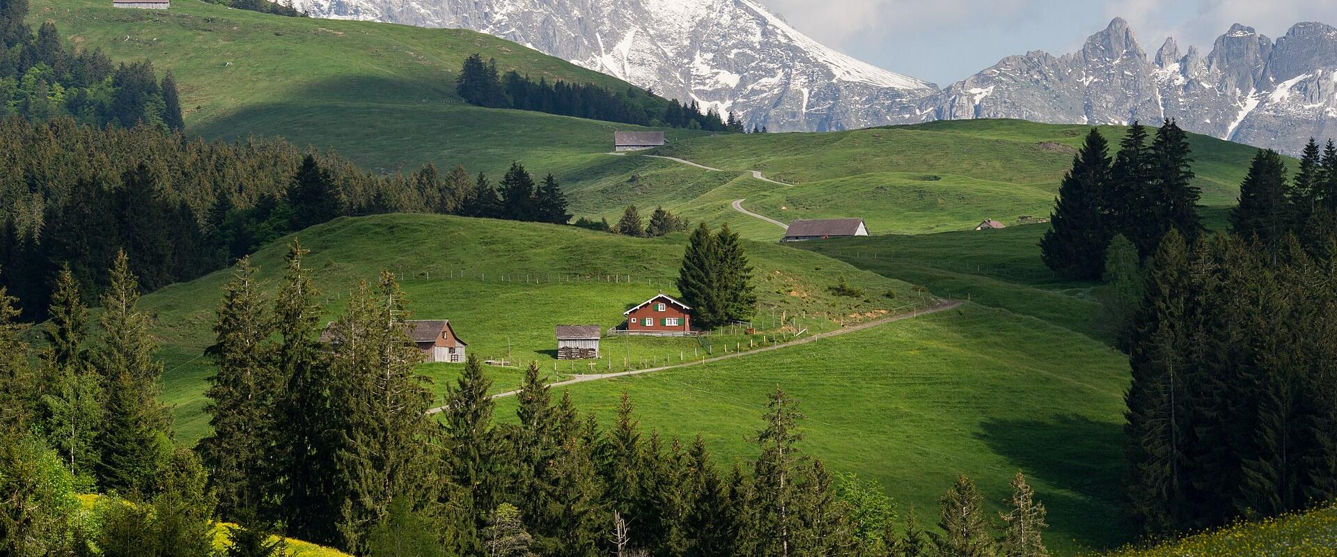 Alpine Wildflower Photography in the Jungfrau Region