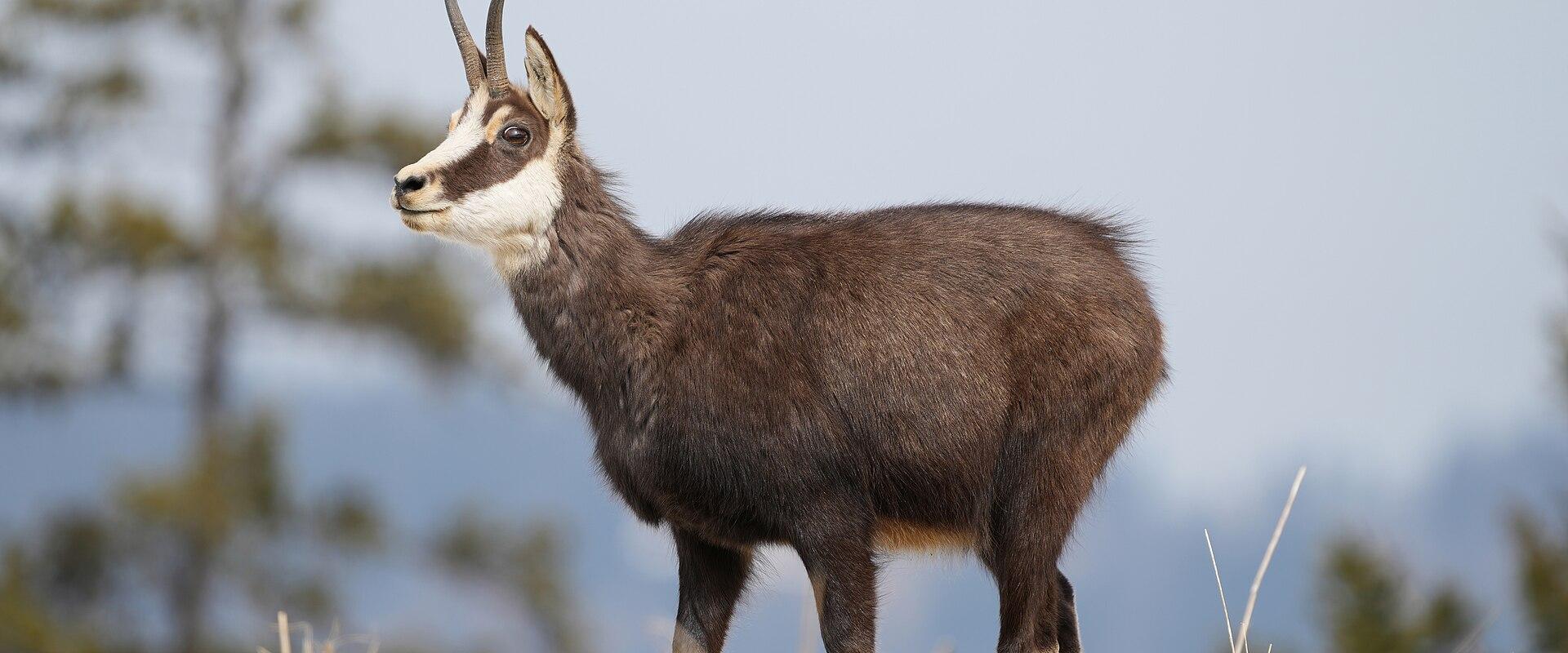 A chamois stands in profile on a grassy slope with blurred trees and distant mountains in the background.