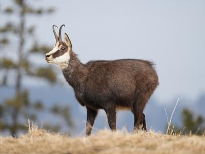 A chamois stands in profile on a grassy slope with blurred trees and distant mountains in the background.