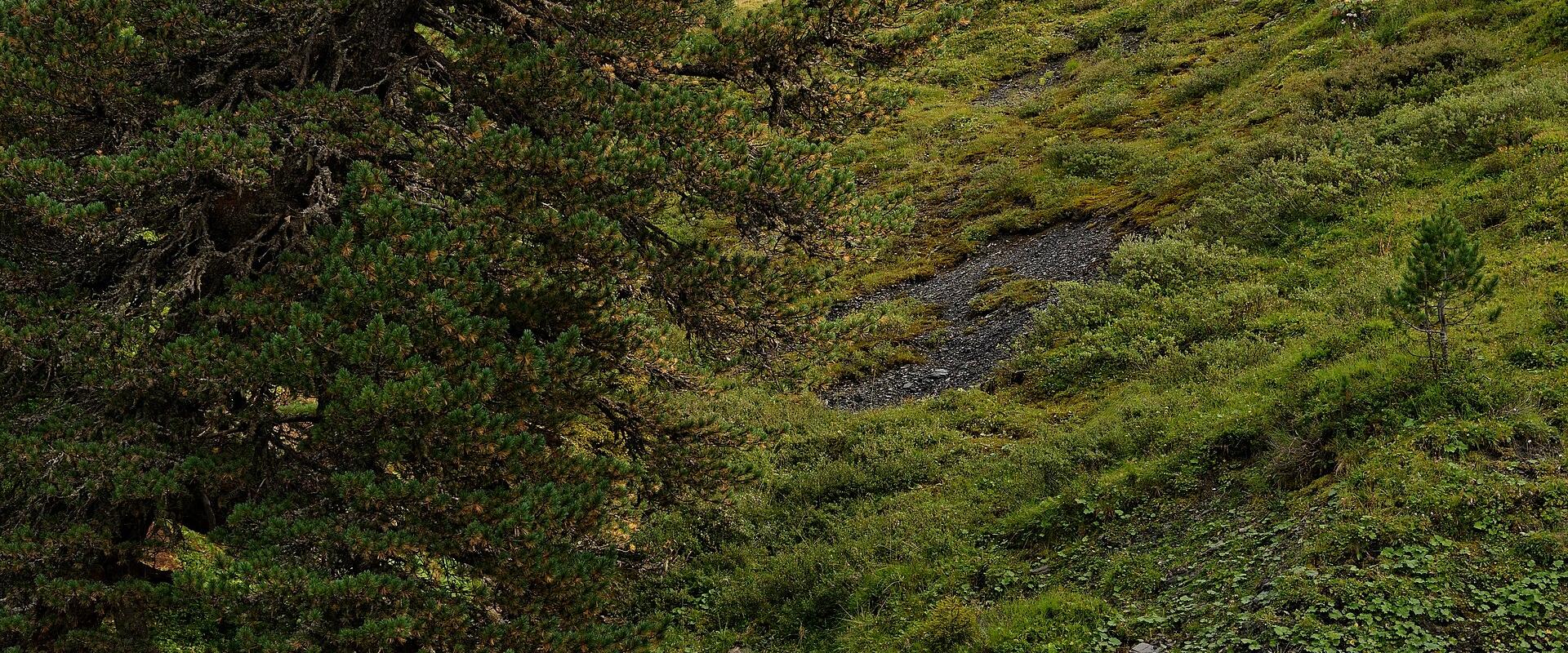 A rocky stream bed in the foreground, a large pine tree on the left, and a steep, rocky mountain face (the Eiger) in the background, partially obscured by mist.