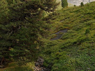 A rocky stream bed in the foreground, a large pine tree on the left, and a steep, rocky mountain face (the Eiger) in the background, partially obscured by mist.