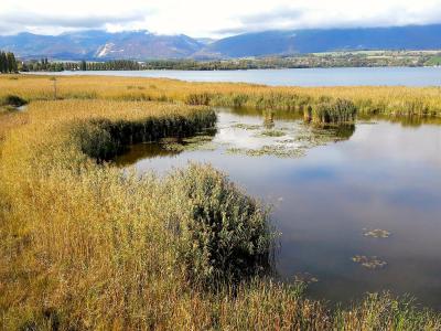 Reed marshes and a pond of the Grande Cariçaie nature reserve on the shore of Lake Neuchâtel