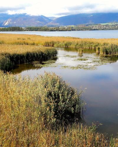 Reed marshes and a pond of the Grande Cariçaie nature reserve on the shore of Lake Neuchâtel