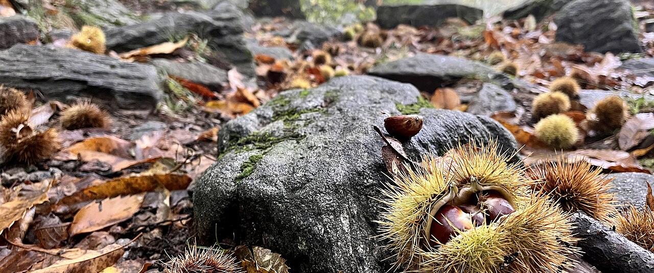 Chestnuts in their husks on the forest floor in Ticino