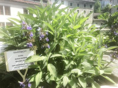 A close-up view of green leafy plants with purple flowers, featuring a white identification sign in the foreground that reads "Klostergarten St. Gallen" and lists the plant as "Arnika / Arnica montana".