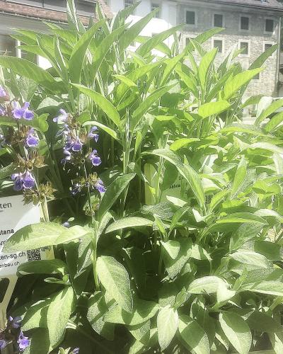 A close-up view of green leafy plants with purple flowers, featuring a white identification sign in the foreground that reads "Klostergarten St. Gallen" and lists the plant as "Arnika / Arnica montana".