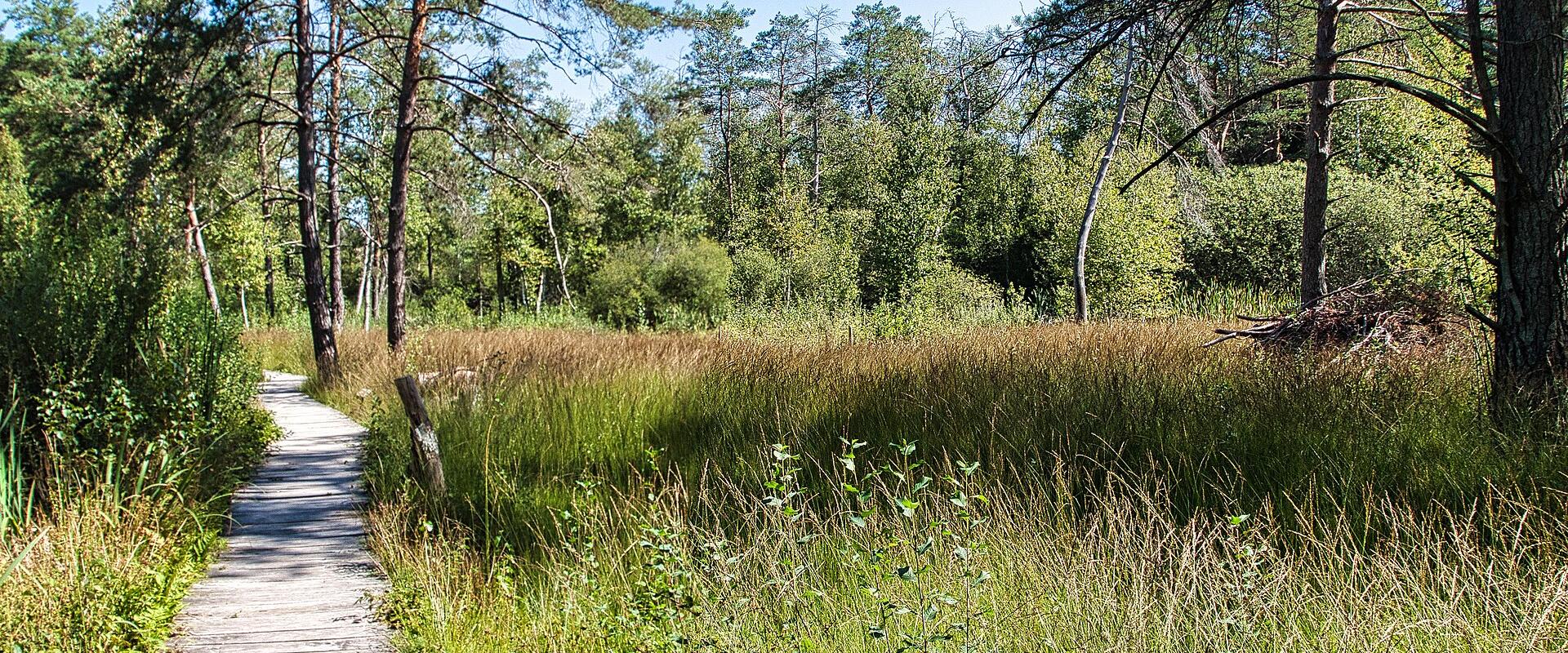 A wooden boardwalk path winding through a grassy wetland area with pine trees and dense vegetation under a blue sky.