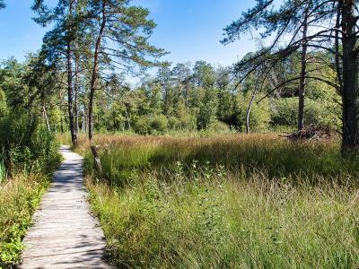 A wooden boardwalk path winding through a grassy wetland area with pine trees and dense vegetation under a blue sky.